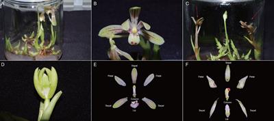 Comparative transcriptomic analysis of normal and abnormal in vitro flowers in Cymbidium nanulum Y. S. Wu et S. C. Chen identifies differentially expressed genes and candidate genes involved in flower formation